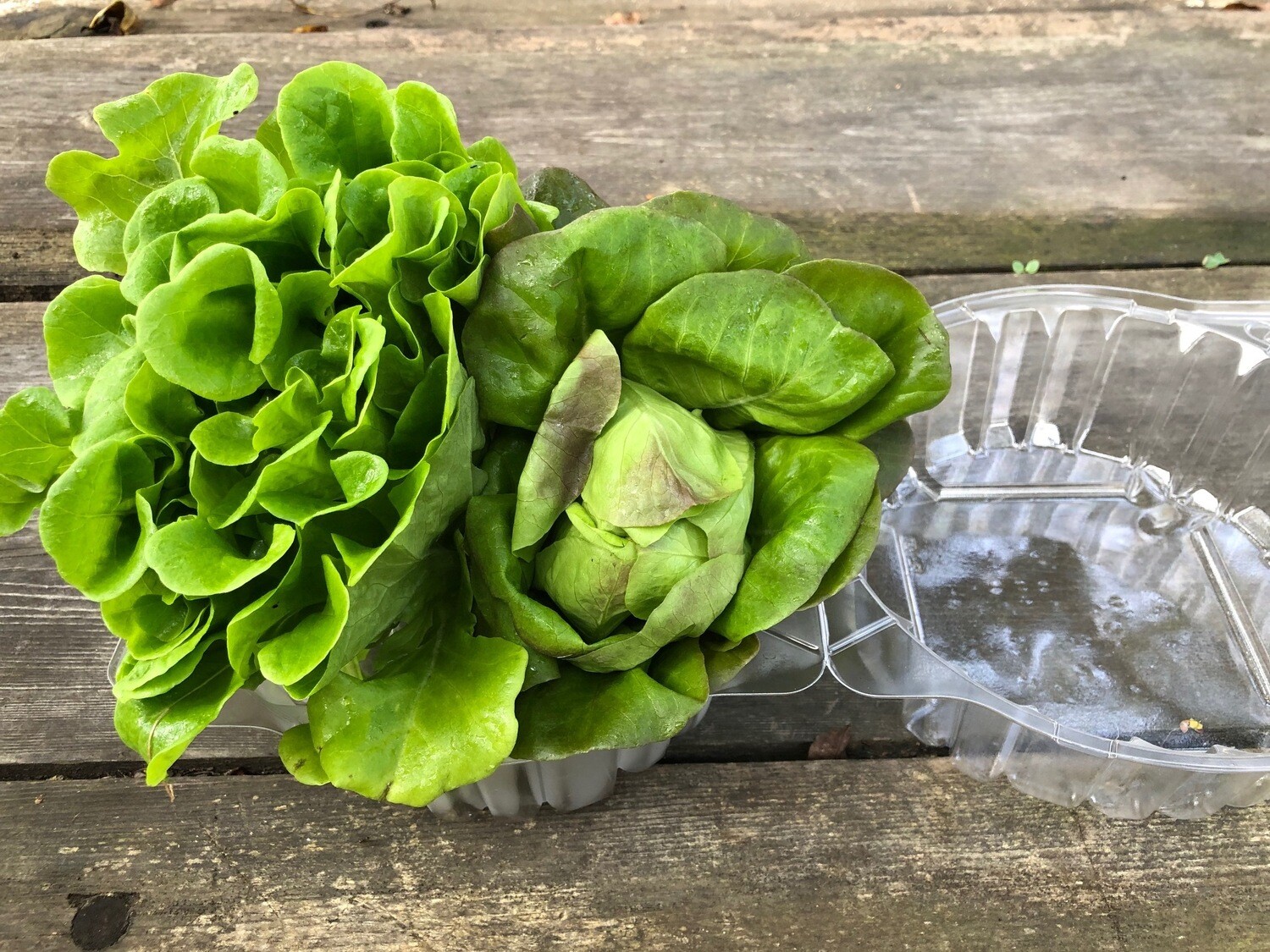 Store blue sky farms Local Baby Lettuce 2 heads