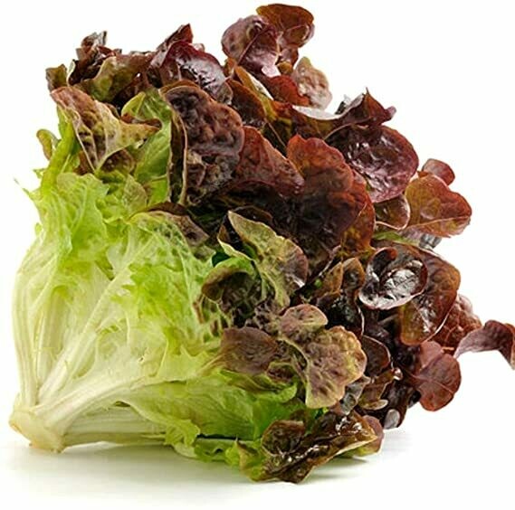 Lettuce, Red Leaf