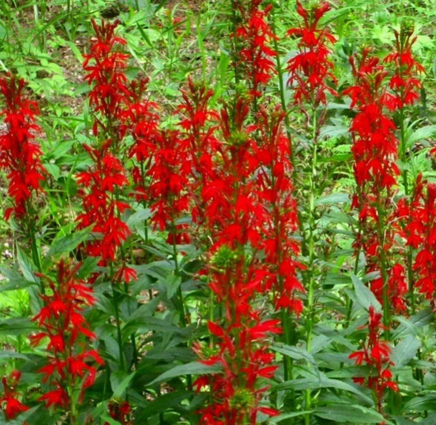 Cardinal Flower