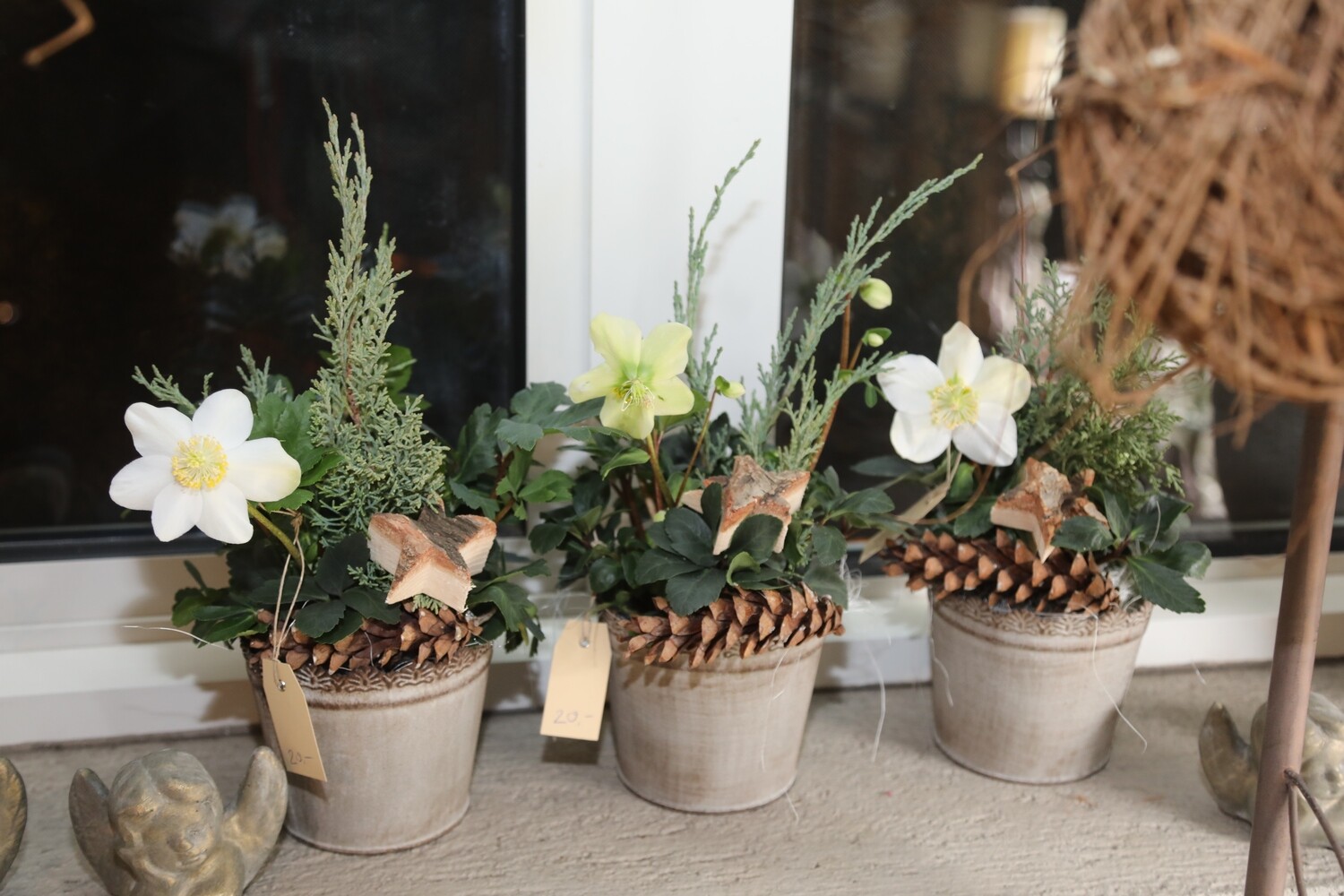 Christrose weiss  mit Übertopf ausgarniert