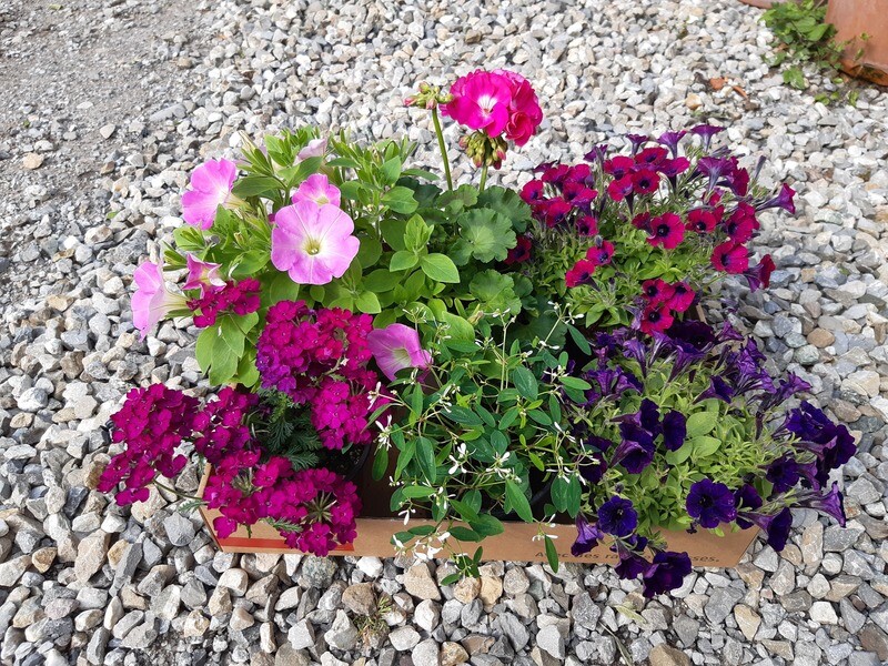 Blumen Box 1
