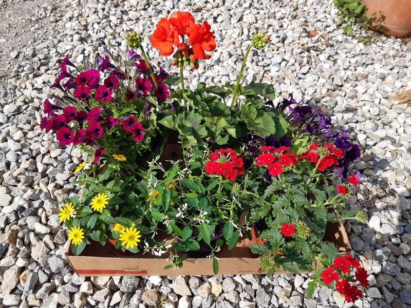 Blumen Box 2