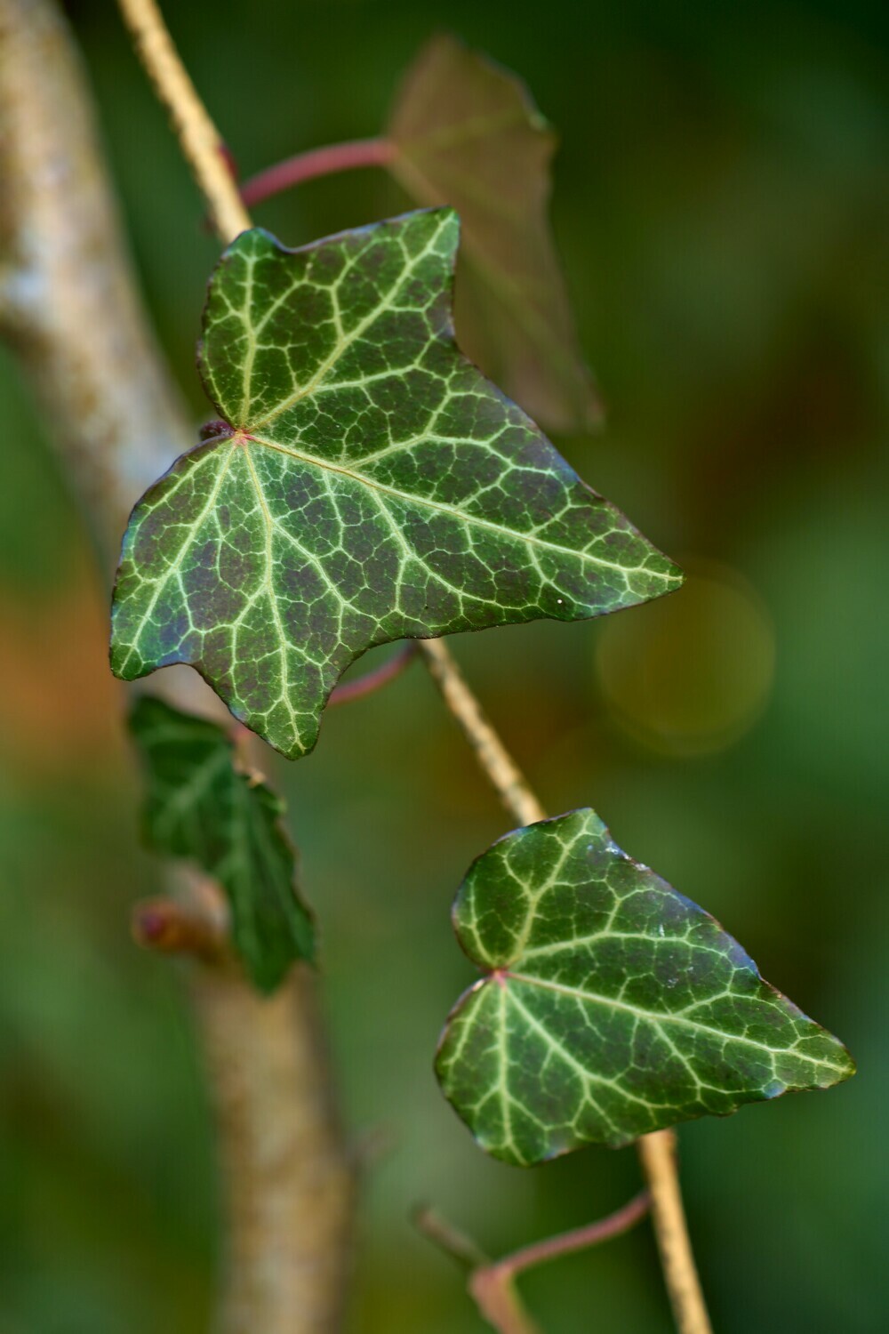 Efeu – Shop – Jost Pflanzen AG