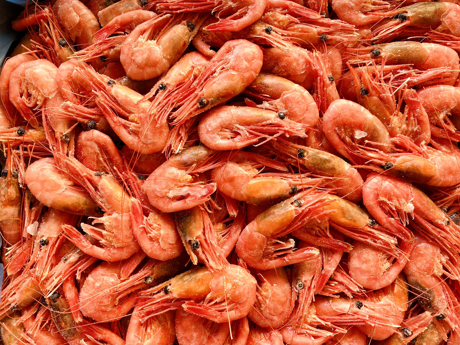 大特价！Arctic Cooked Shrimp 5lbs 北极甜虾 2.5/lb
