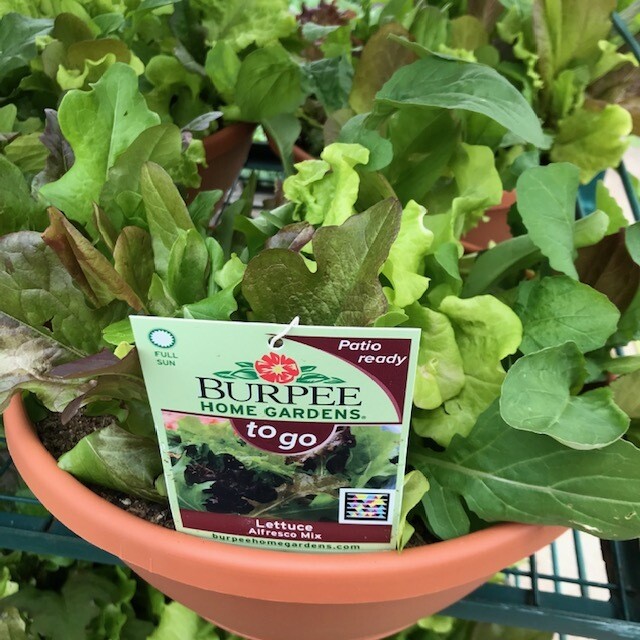 Lettuce Bowls 12" Mixed Varieties