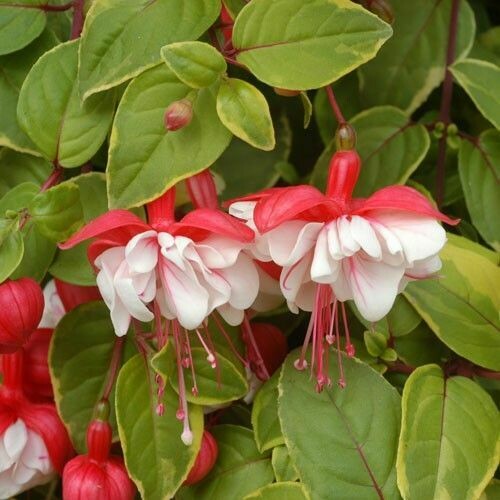 Fuchsia Golden Swingtime