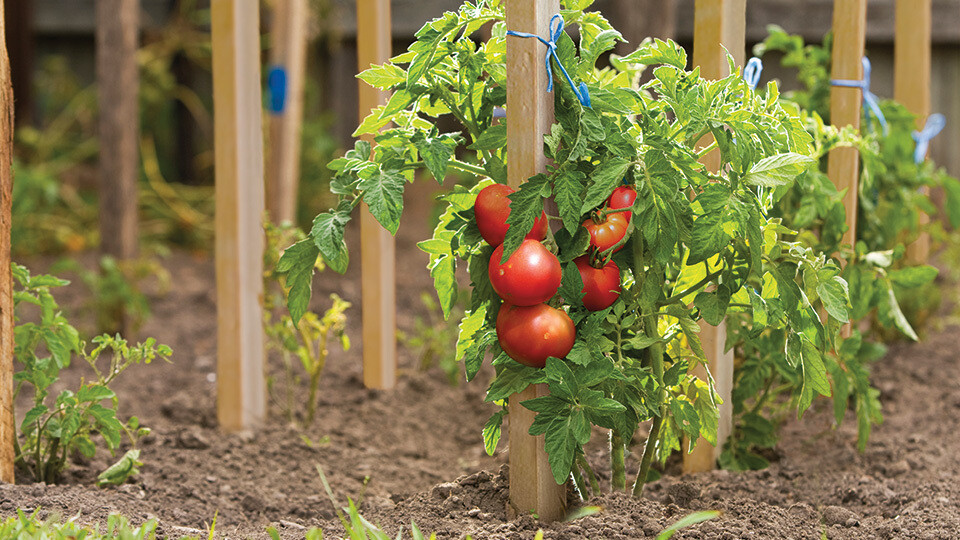 Garden Stakes 25 CT Box Great for staking plants, tomato, trees or