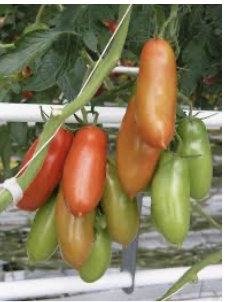 Prezzo Pomodori San Marzano Al Kg