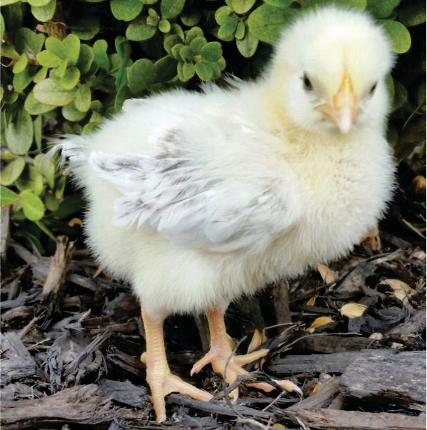 Delaware Chicks. Hatched 4/22/20 STRAIGHT RUN