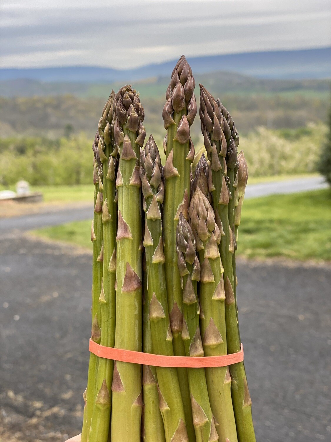 FreshPicked Wild Asparagus