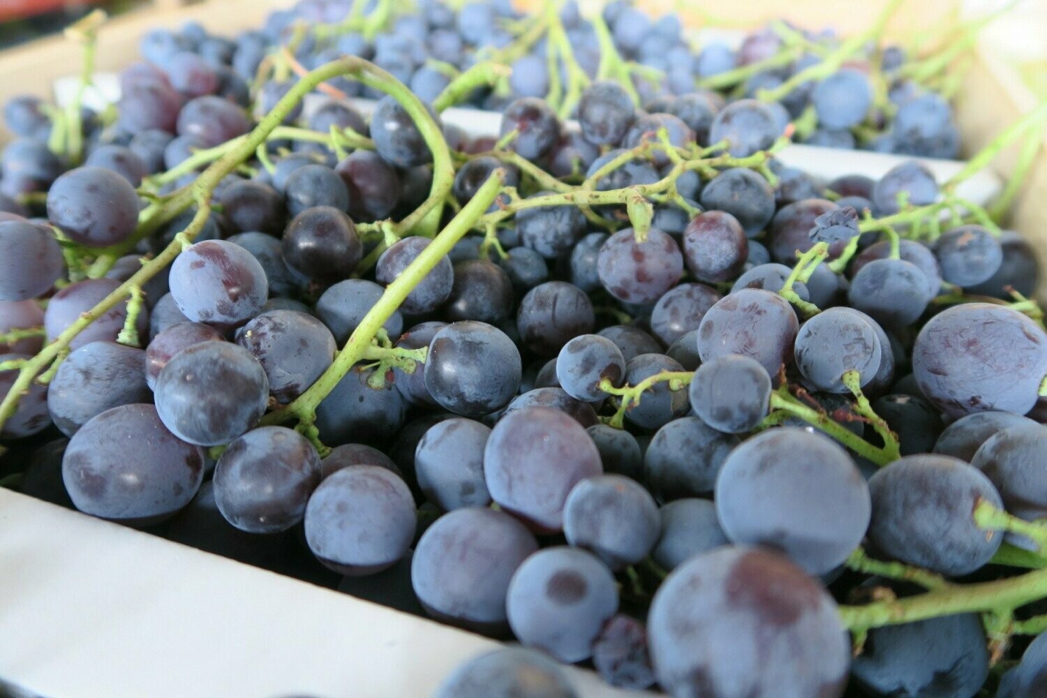 Raisin Muscat BIO 1KG