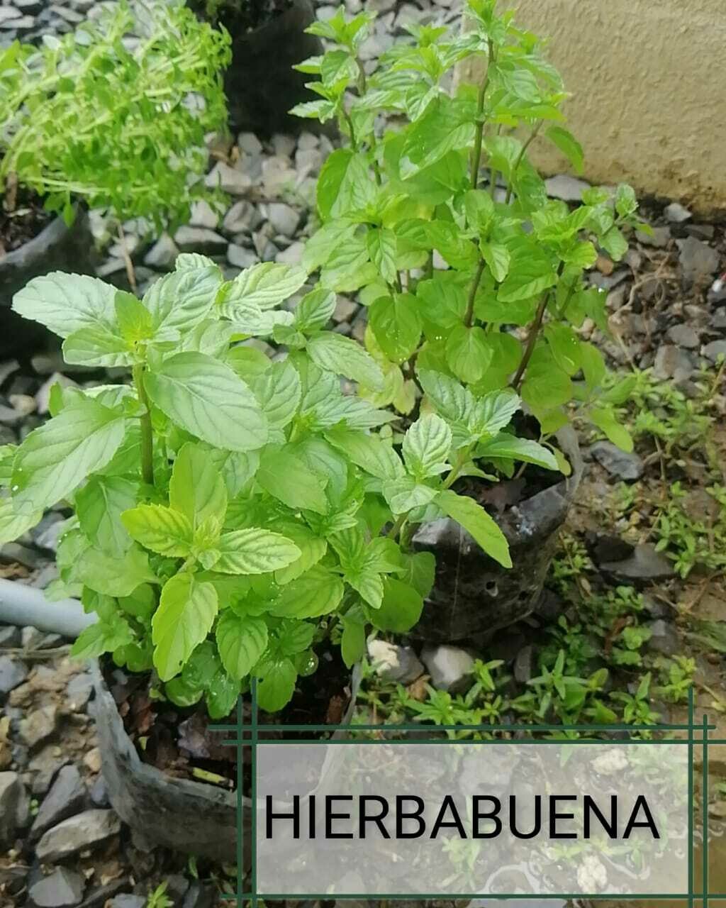 PLANTA MEDICINAL DE HIERBA BUENA