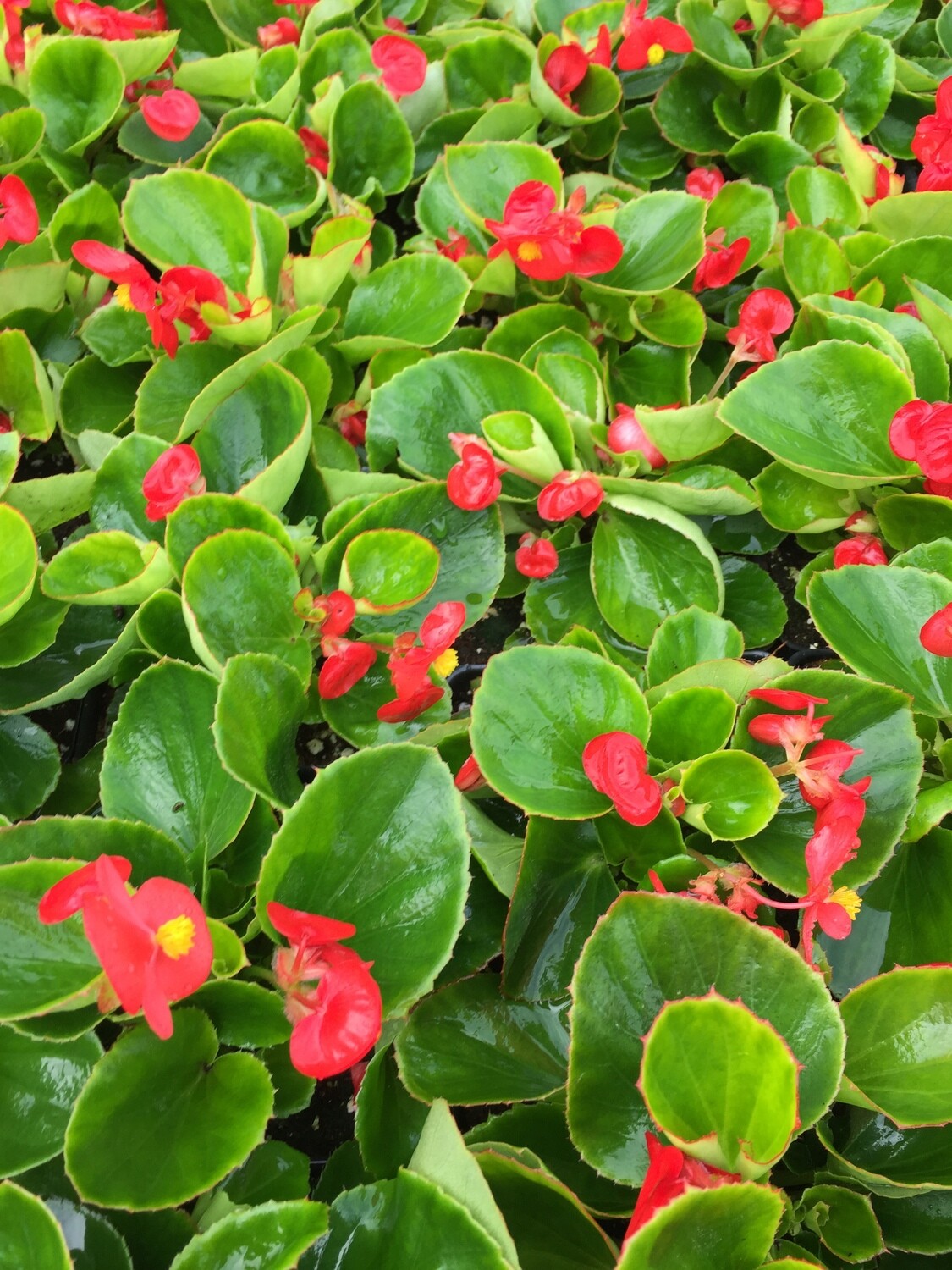 Begonia Green Leaf Red