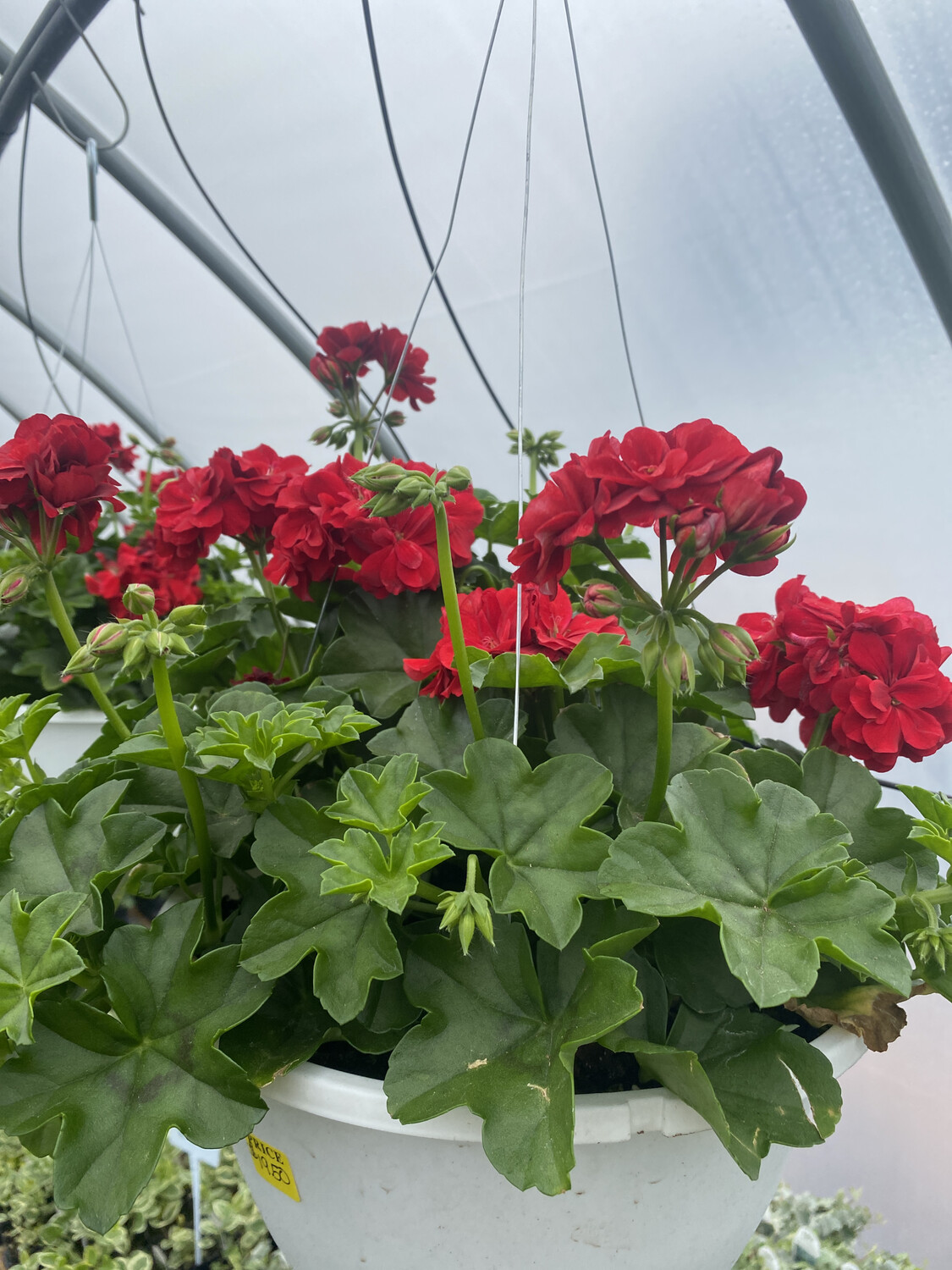 10" Hanging Basket Geranium Ivy Great Balls of Fire Red