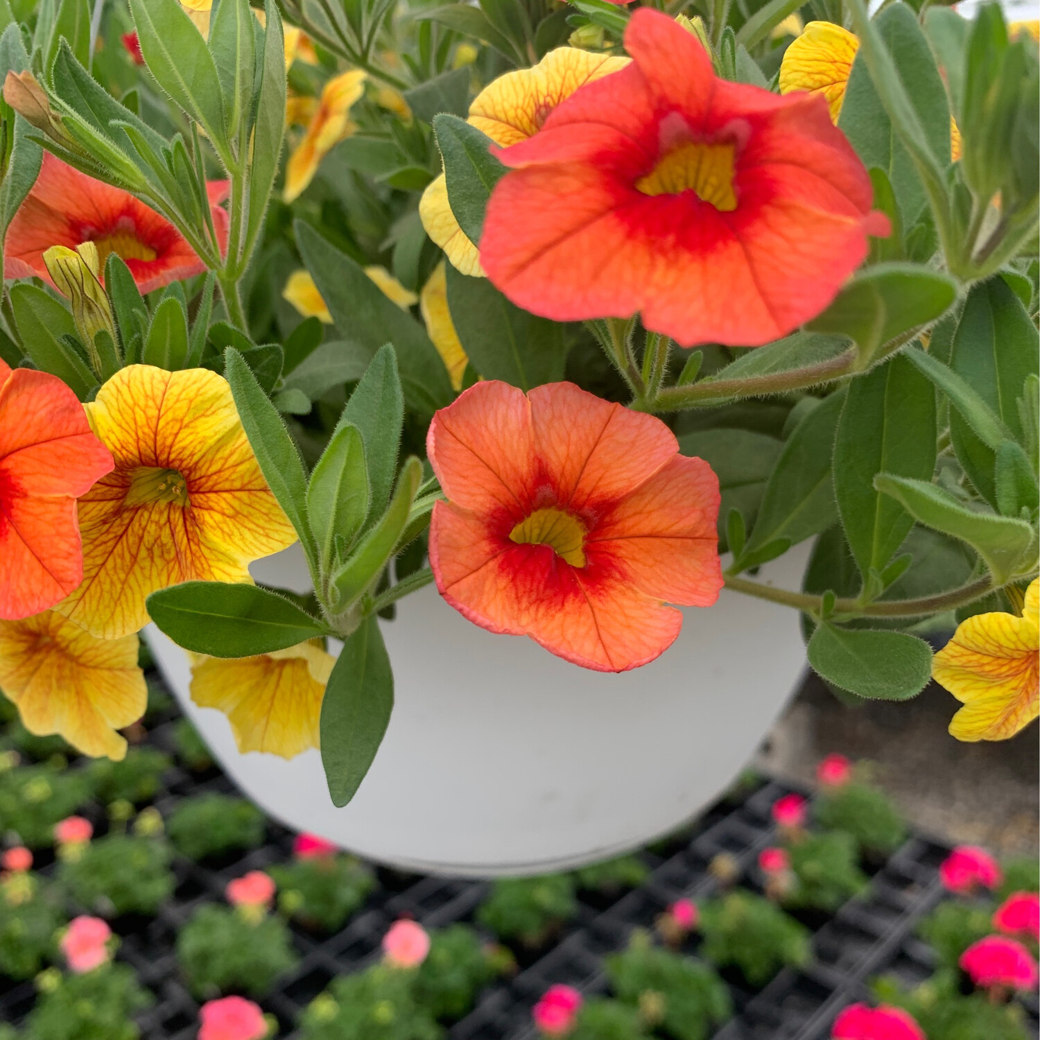 10 Hanging Basket Calibrachoa Orange Snd Calibrachoa Aloha Kona Honeycomb 10 Hanging Basket Calibrachoa Orange Snd Calibrachoa Aloha Kona Honeycomb