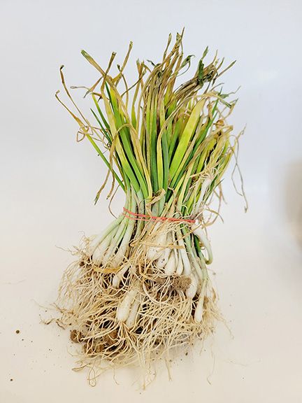 Onion Transplant Bundle