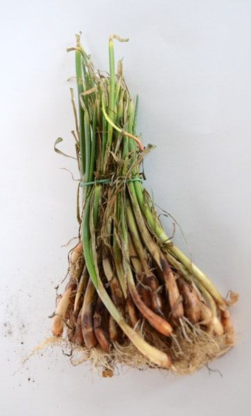 Onion Transplant Crate