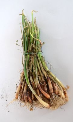 Onion Transplant Crate