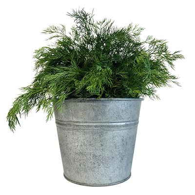 Baby Dill