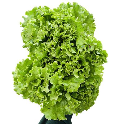 Local Organic Lettuce