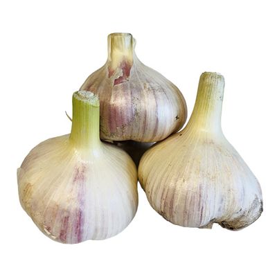 Local Garlic