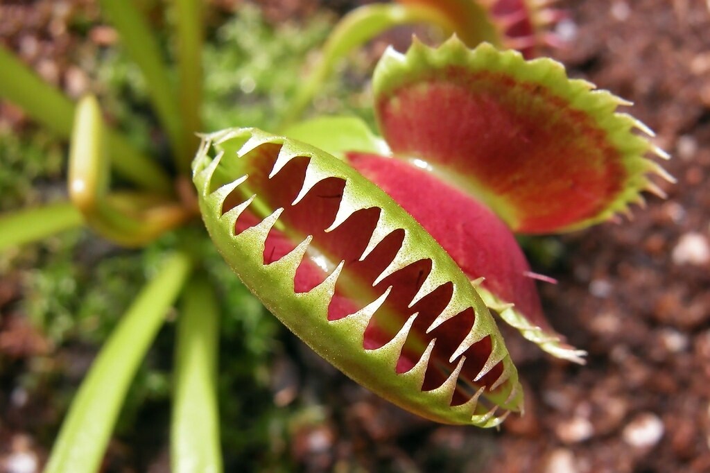 *Seeds* Sharks teeth Venus flytrap (10 pk)
