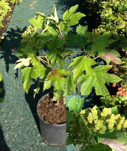 Ortensia Hydrangea – 3 Piante In Vaso ø18 Cm, Colori Misti, Perfette Per Giardino E Balcone, Fioritura Spettacolare In Base Al PH Del Terreno