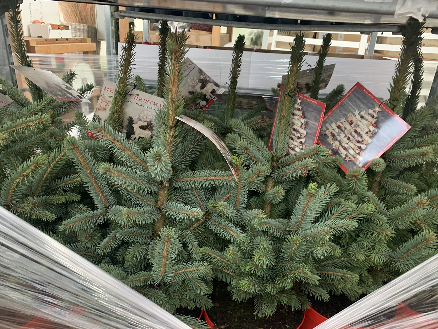 Abete Blu Picea Pungens - Pianta Viva In Vaso 19 Cm, Albero Ornamentale Per Esterni, Sempreverde, Resistente
