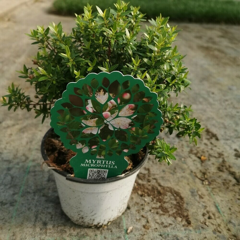 Lavanda Pianta Myrtus Communis "Microphylla" Alberello - Mirto Sempreverde Da Giardino | Vivai Le Georgiche Oleandro Pianta Vera - Foto 5