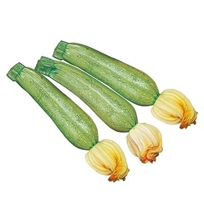 ZUCCHINI - ZUBODA, Organic Seeds - Cucurbita Pepo - Foto 4
