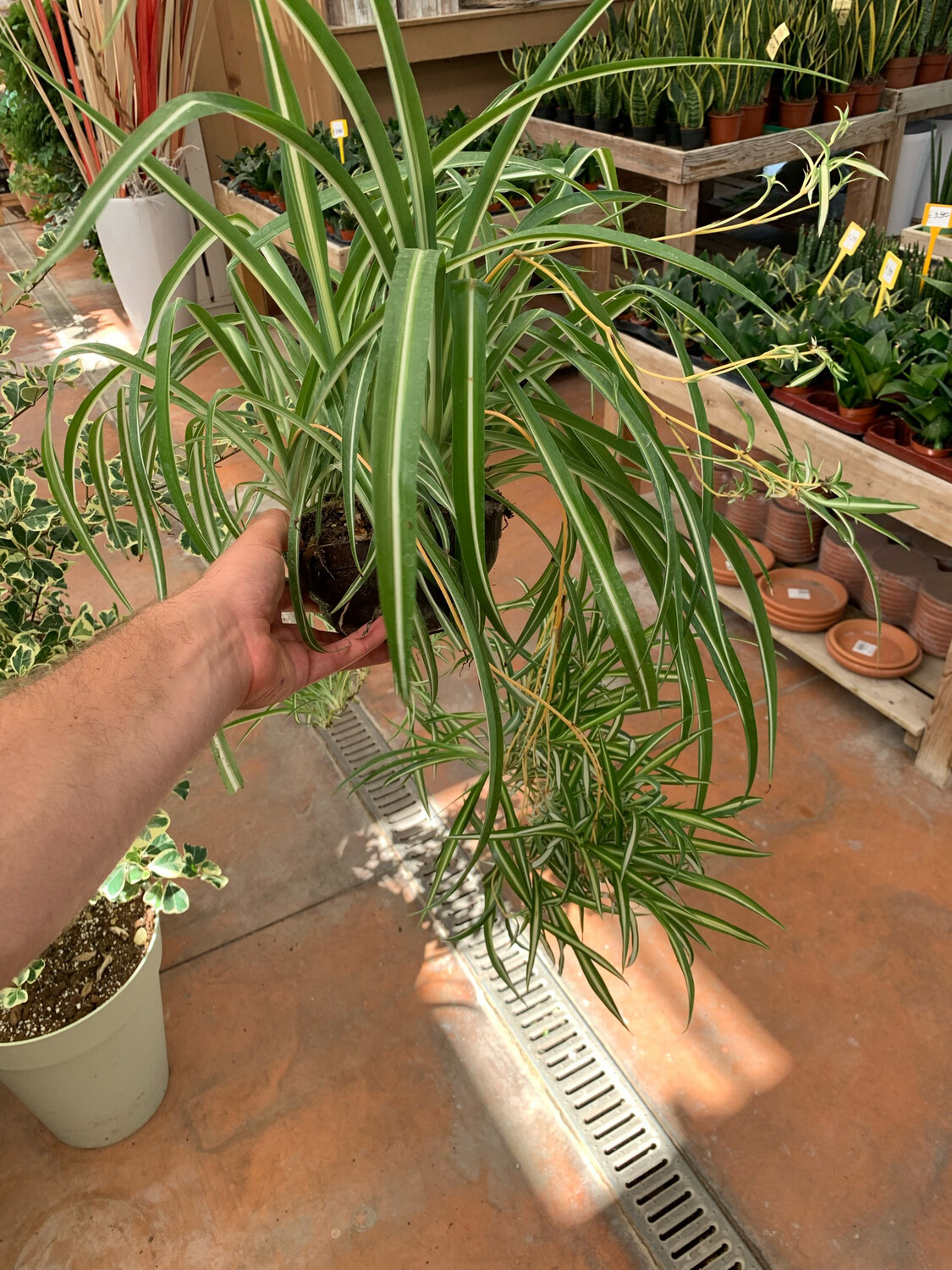 PIANTA RAGNO, CLOROFITO, CLOROPHYTUM, FALANGIO, NASTRINO - ciotola Ø15 cm