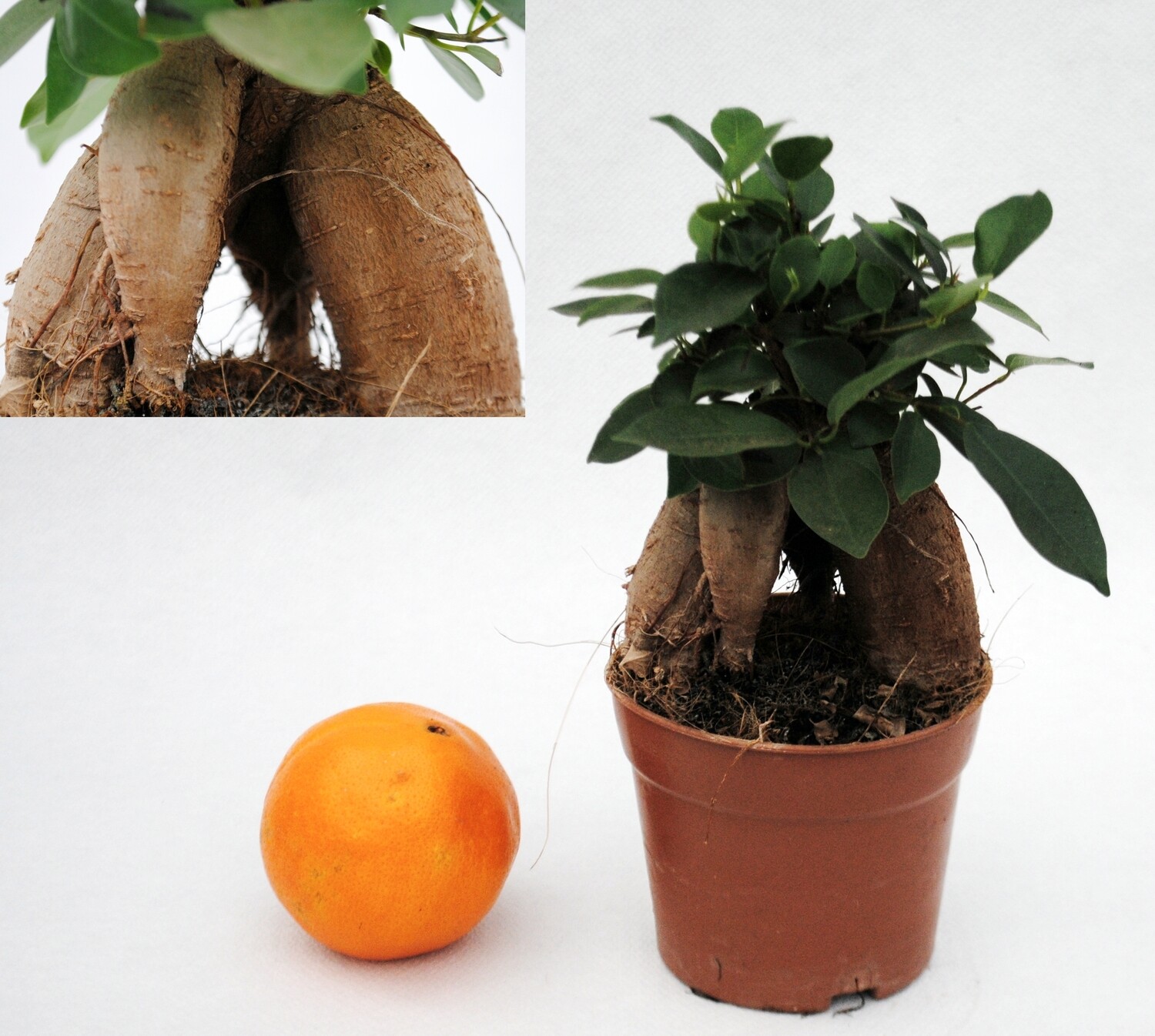 FICUS GINSENG BONSAI vaso 6 cm