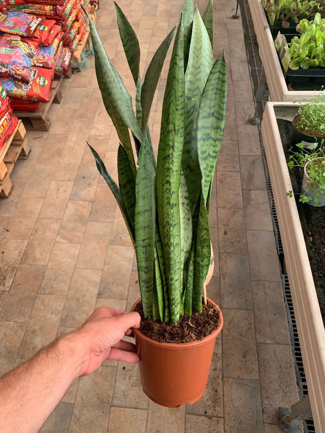 Sansevieria zeylanica in Vibes wit eenvoudig en snel online bestellen