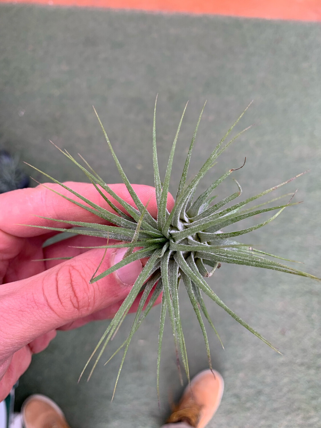 Tillandsia Ionantha