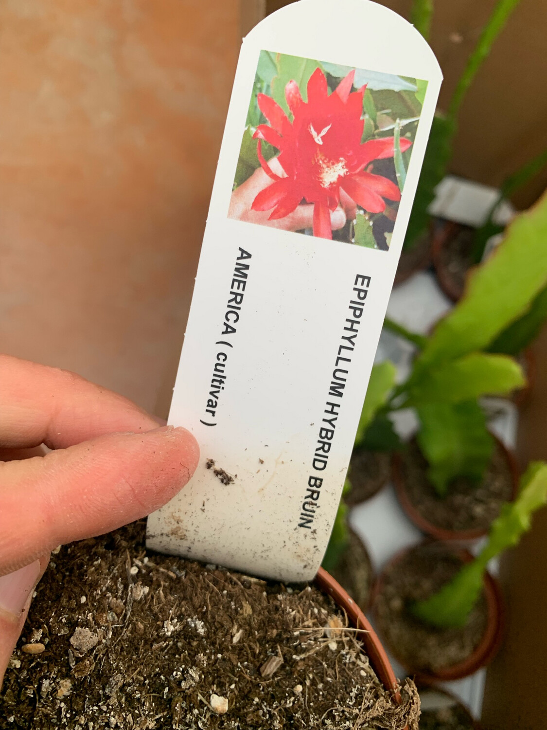 POWERS TO FLOWERS Epiphyllum Lingua Di Suocera XXL | Pianta Vera Con Fiore Gigante Rosso | Basket Grande Con Omaggio Segreto
