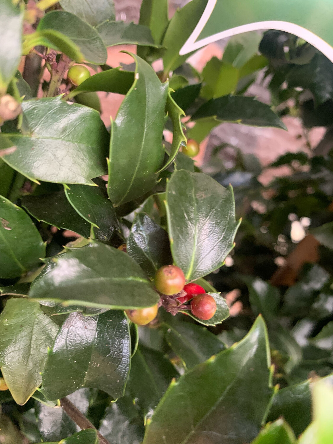 Pianta Di Agrifoglio Ilex Meserveae Blue Maid Alberello Vero Da Esterno In Vaso - 3