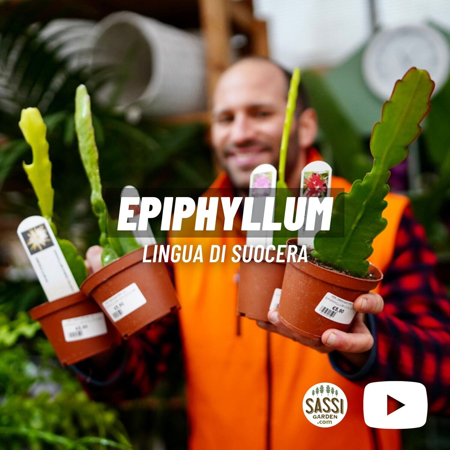 LINGUA DI SUOCERAEPIPHYLLUM vaso cm 10,5 VOGELII ( fiore ciliegia DOPPIO)