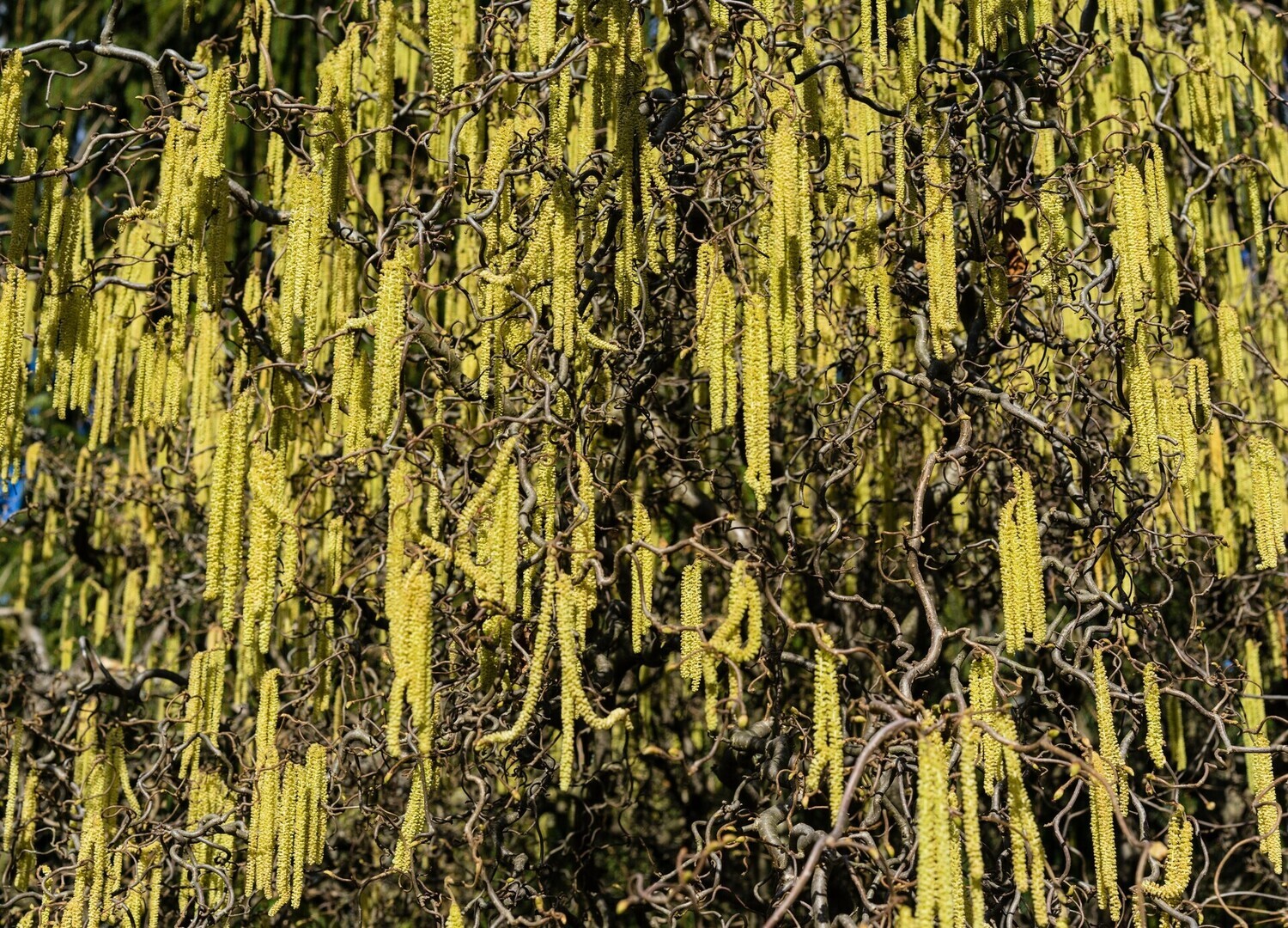 Cura della pianta di Corylus avellana o nocciola - Il Giardino Commestible