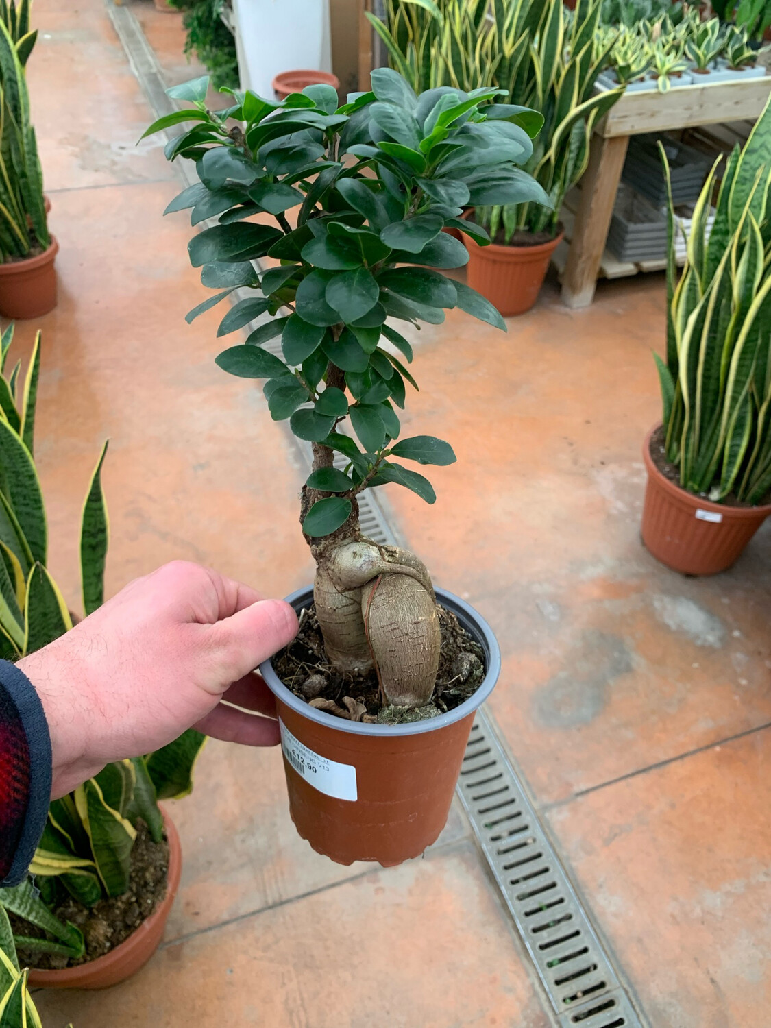 Ficus microcarpa 'Ginseng' BONSAI - Vivai Frappetta Roma