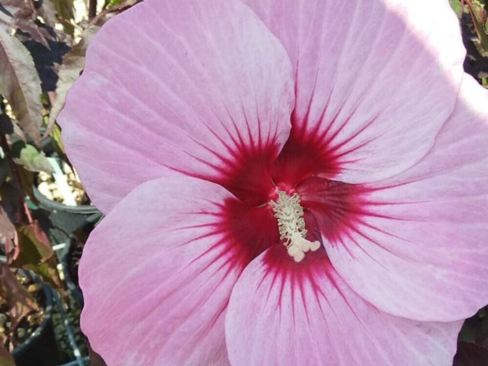 Hibiscus Moscheutos 'Carousel Pink Passion' – Pianta Vera In Vaso 18 Cm, Altezza 40-60 Cm. Fiori Rosa-rosso Brillanti Fino A 20 Cm, Foglie Viola Scuro. Perenne, Rustica, Ideale Per Giardini Umidi E Laghetti.