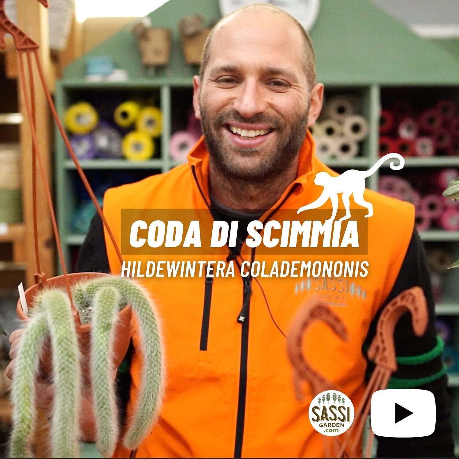 Coda di Scimmia, Hildewintera Colademononis - basket Ø14 cm