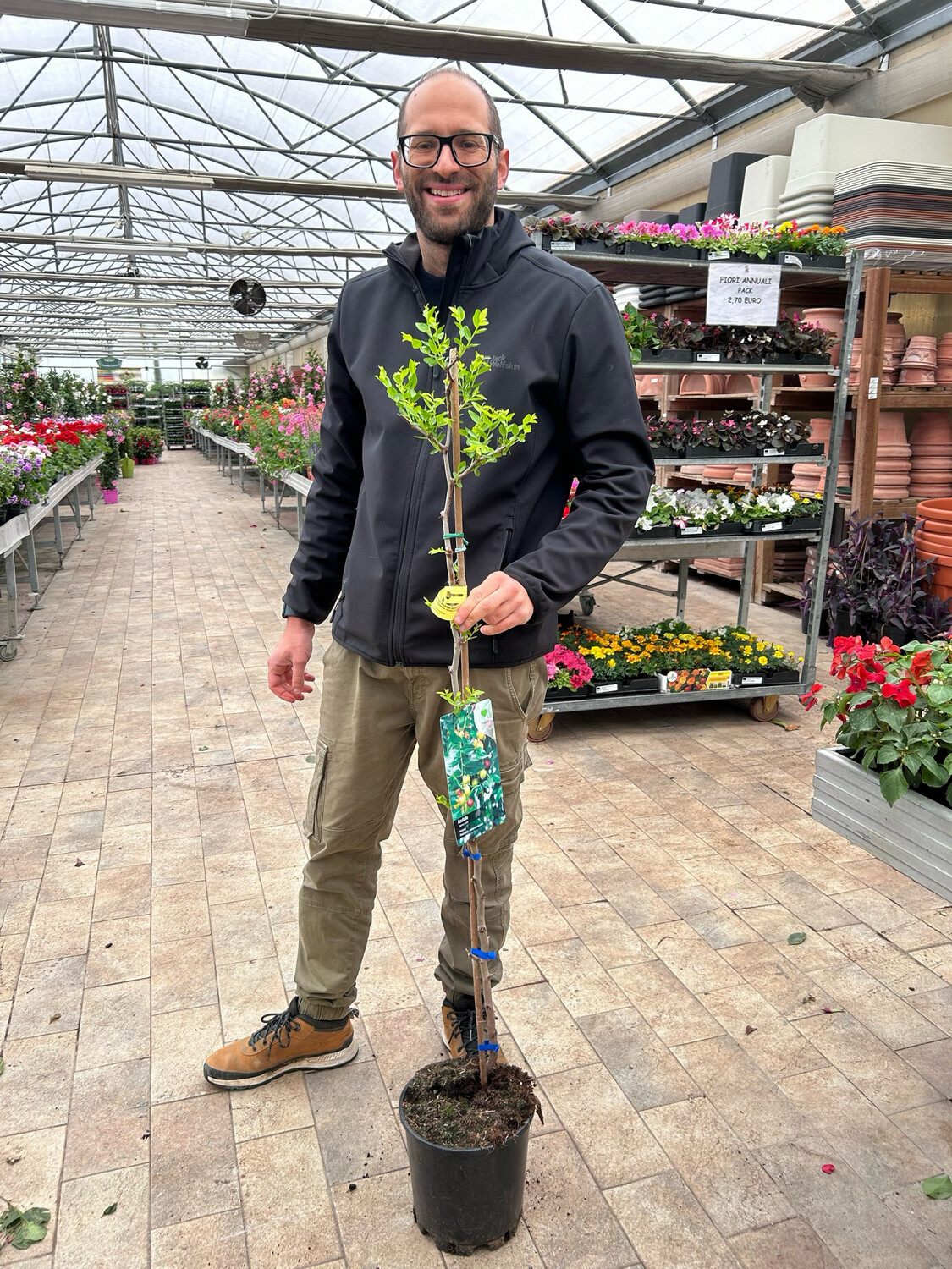 500 semi di Dichondra Repens (orecchio di topo) resistente al gelo