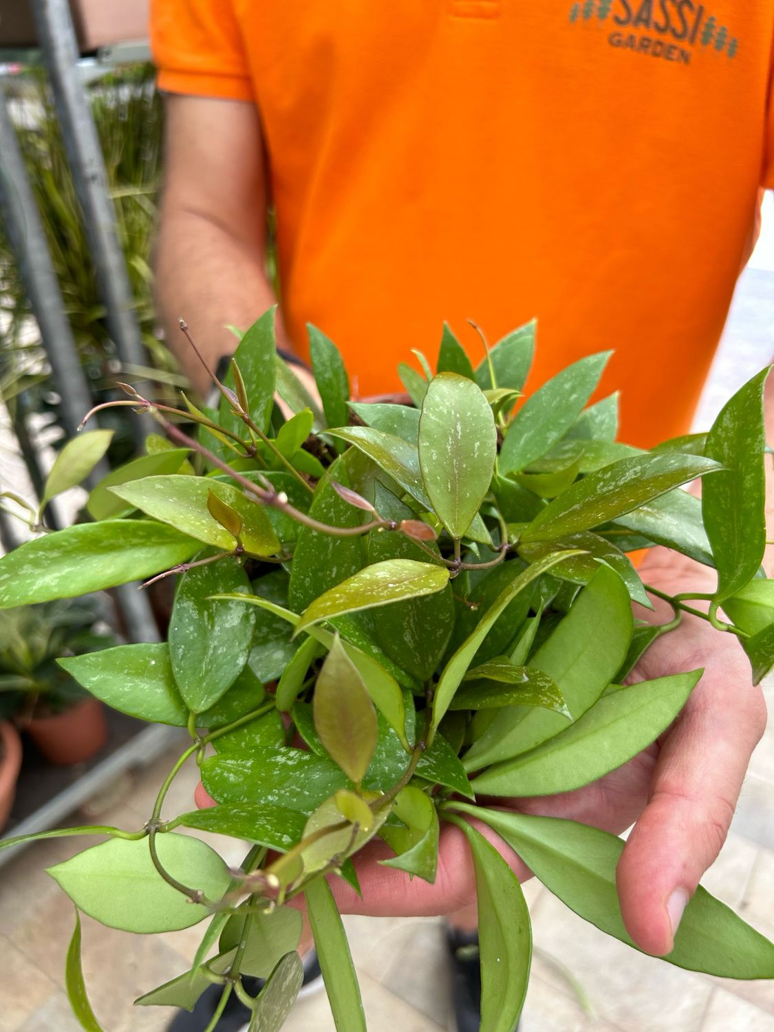HOYA PUBLICALIX FIORE DI CERA VASO 12CM