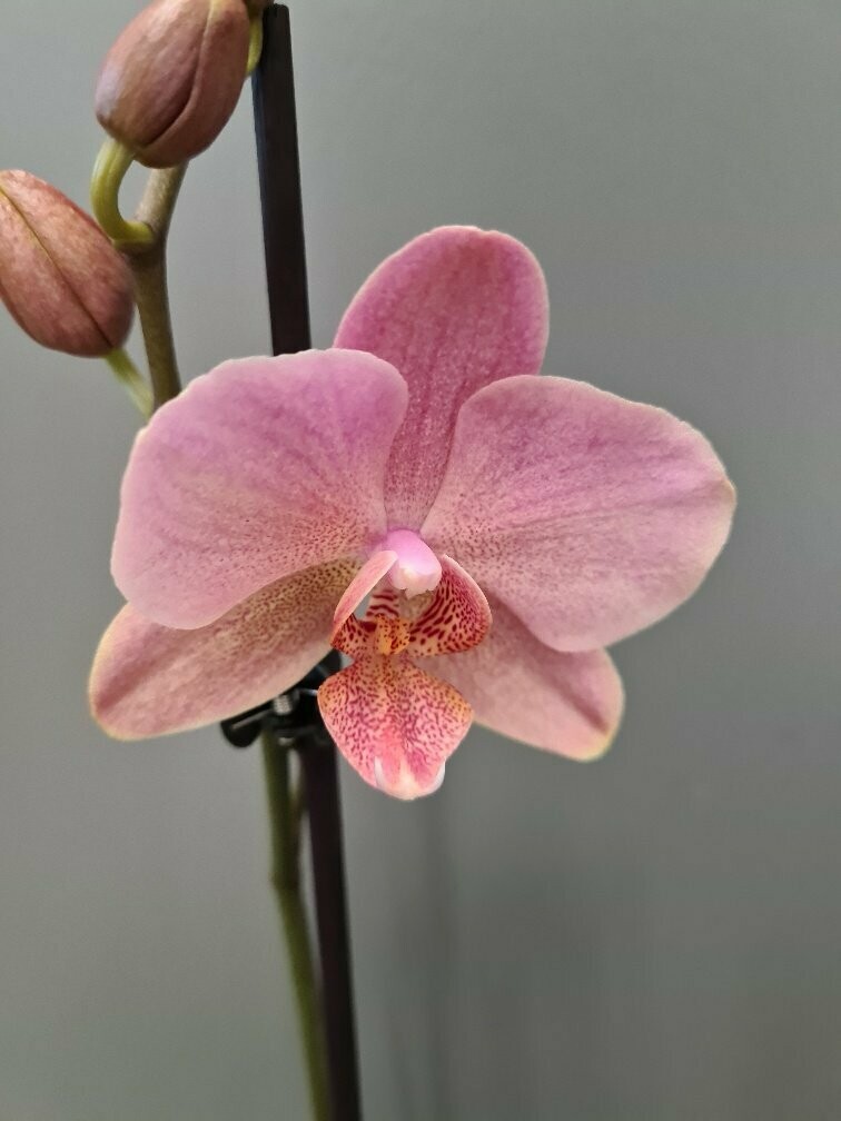 Orchidee 04