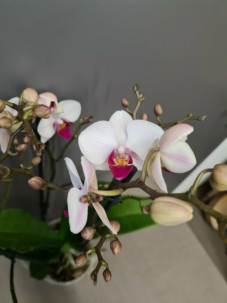 Orchidee 08