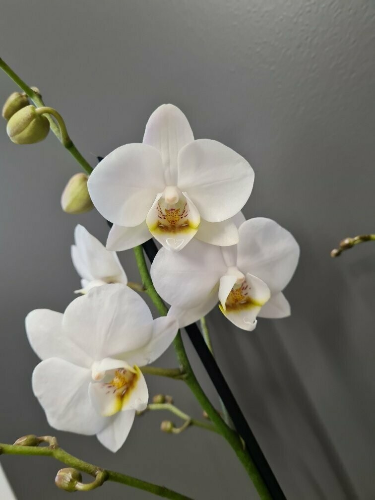 Orchidee 11