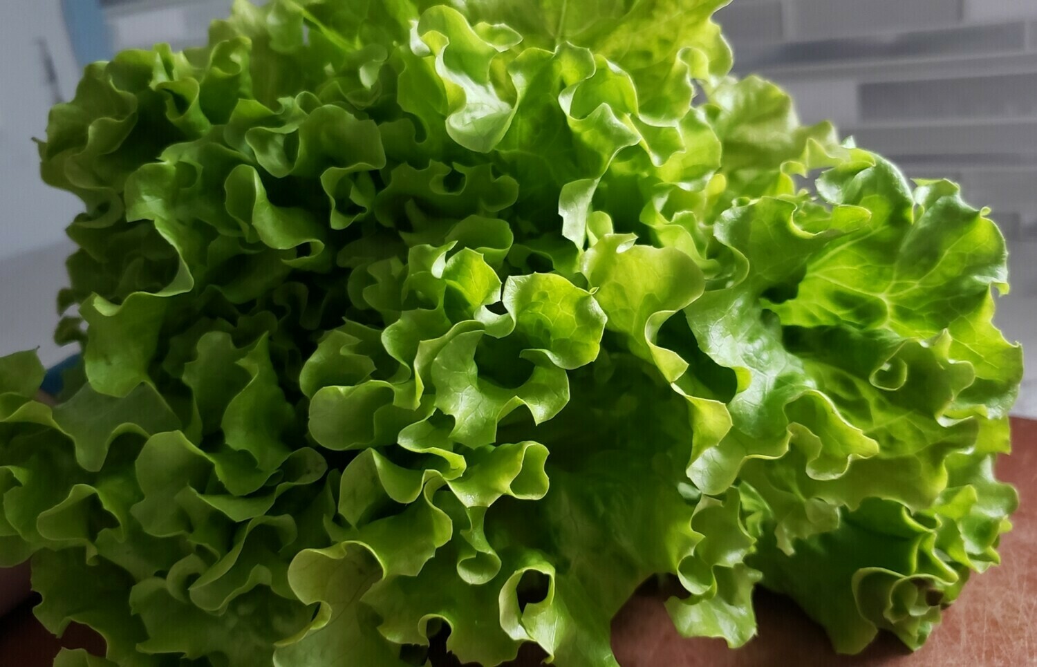 French Crisp (Batavia) Lettuce