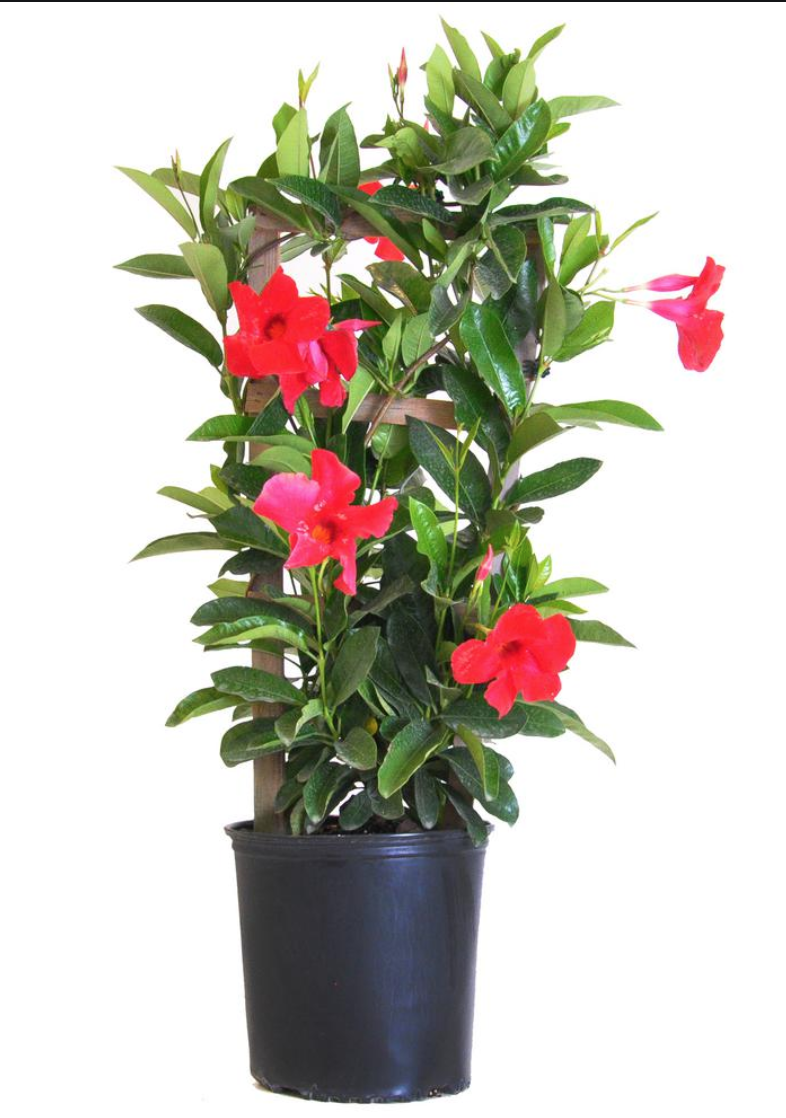 10" Mandevilla Trellis