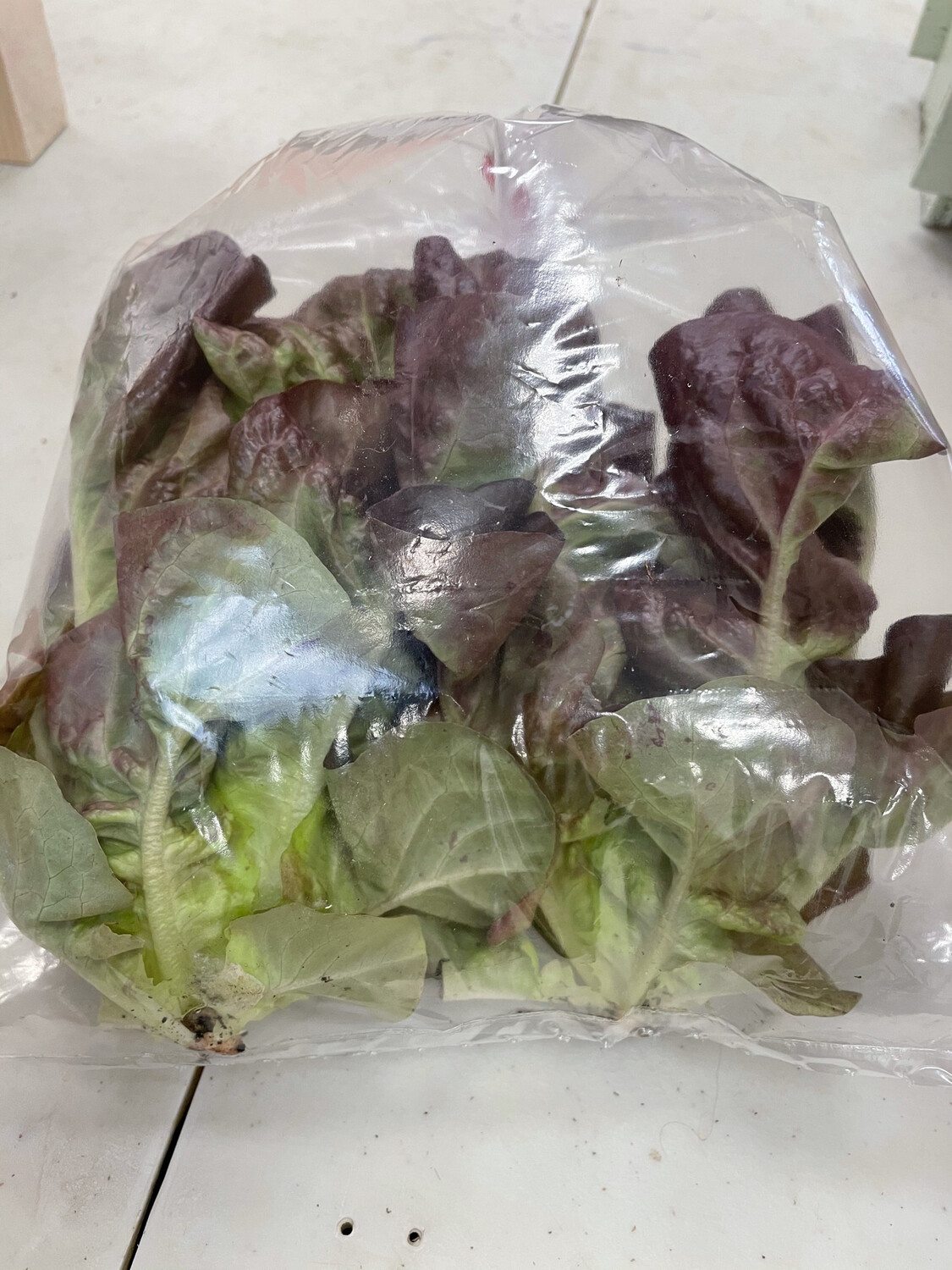 Baby Red Butter Lettuce