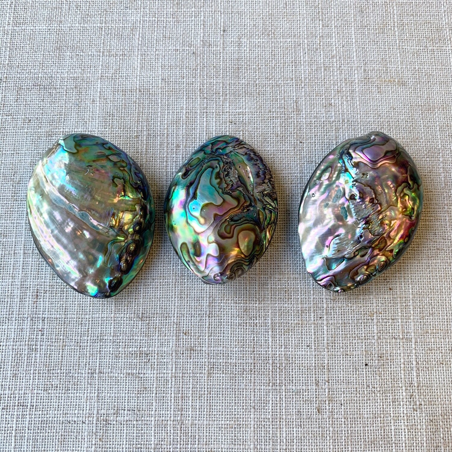 Abalone Shells